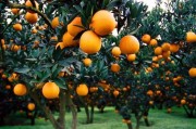 柑橘夏季種植技術(shù)_夏季吃的桔子叫什么桔子