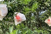 柑橘開花后如何防治病蟲害_柑桔管理技術(shù)與農(nóng)藥配用