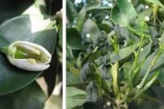 柑橘樹預防病蟲害_愁煞果農(nóng)的柑橘天牛如何有效防治
