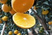 愛媛38號適合種植的地區(qū)_愛媛38號幼樹九月如何管理