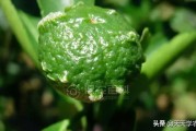 柑橘果期病蟲害有哪些藥_甲托在柑橘上的應(yīng)用