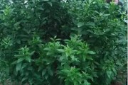 馬水柑橘病蟲害原色_及對應(yīng)的品種特點(diǎn)是什么