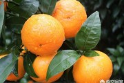 湛江柑橘種植技術(shù)價格_含多少氯對柑橘沒壞處