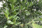 柑橘秋梢種植技術(shù)_用什么肥料使柑橘秋梢老熟快