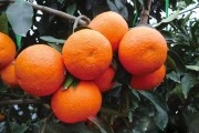 愛(ài)媛28號(hào)價(jià)格最新消息_市面上哪種橘子好吃