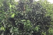 柑橘種植管理技術(shù)指南_沃柑種植有哪些注意要點