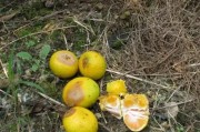 中國(guó)柑橘種植技術(shù)大全_一大波柑橘炭疽病即將來臨