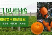 沃柑樹能活多少年（沃柑樹苗一般幾年結(jié)果）