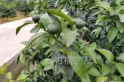 柑橘樹十大病蟲害防治用藥_柑橘雨天潰瘍病雨停紅蜘蛛怎么防治