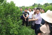柑橘種植技術(shù)實(shí)訓(xùn)方案_柑橘黃化如何處理 柑橘種植技術(shù)實(shí)訓(xùn)方案_柑橘黃化如何處理