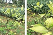眉山柑橘種植技術員_榮縣古佳鎮(zhèn)人口有多少