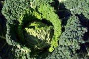 沃柑果上青苔怎么處理(沃柑內(nèi)壁發(fā)綠還能吃嗎?) 沃柑果上青苔怎么處理(沃柑內(nèi)壁發(fā)綠還能吃嗎?)