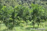 紅寶石柑橘種植技術(shù)_廣西有什么好的品種水果種植前景