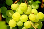 柑橘大實蠅幼蟲吃有什么危害（柑橘大實蠅打什么農(nóng)藥）