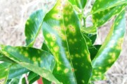 怎么防止柑橘潰瘍病蟲害發(fā)生_柑橘園里修剪的枝條干了還有沒有病菌存在 怎么防止柑橘潰瘍病蟲害發(fā)生_柑橘園里修剪的枝條干了還有沒有病菌存在
