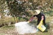 種植柑橘蓋地膜技術_柑橘樹凍害后如何處理