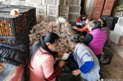 湖北柑橘種植管理技術(shù)指南_湖北適合種什么果樹