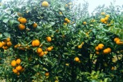 農(nóng)業(yè)技術(shù)種植柑橘_南香果是什么果 農(nóng)業(yè)技術(shù)種植柑橘_南香果是什么果