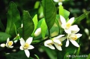 三部曲柑橘種植技術(shù)_或者什么價(jià)位的紅酒喝起來不錯(cuò)性價(jià)比高