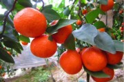 村里柑橘種植技術(shù)_柑橘的種植技術(shù)是什么 村里柑橘種植技術(shù)_柑橘的種植技術(shù)是什么