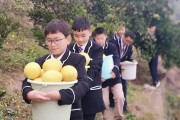 柑橘橙柚種植技術(shù)_它能與什么食材一起煲湯