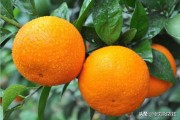 紅美人國柑橘主要種植技術_紅美人柑橘春梢留幾根