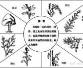 柑橘樹7種剪枝技術(shù)，每個步驟是關(guān)鍵