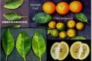 柑橘種植技術(shù)通知怎么寫_當(dāng)前沙糖桔價格走勢如何