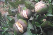 茂谷柑橘種植技術(shù)_柚子樹的秋梢如何處理