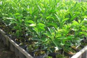 柑橘育苗種植技術(shù)_葡萄柚要如何種植管理
