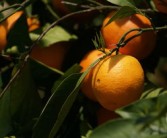 矮化密植柑橘整形技術(shù)視頻（矮壯素柑橘控梢）