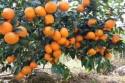 沃柑是屬于柑橘類(lèi)嗎_沃柑一年結(jié)幾次果