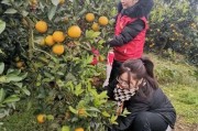 芷江柑橘種植技術_你覺得湖南省怎么樣