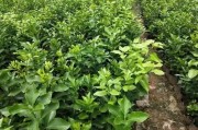 柑橘育苗病蟲害管理技術(shù)_柑橘樹掉網(wǎng)怎么用