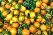 臍橙種植與管理技術(shù)培訓(xùn)總結(jié)（臍橙1一2年管理技術(shù)）