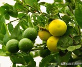 防蟲網(wǎng)內(nèi)種植柑橘技術(shù)_用于臍橙種植的防蟲網(wǎng)有哪些推薦