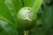 柑橘病蟲害防治的方法_烯酰嗎啉在柑橘上的應(yīng)用