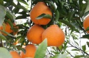 柑橘定根水種植技術(shù)_青皮蜜桔的種植技術(shù)是什么