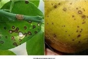 晚熟柑橘常見(jiàn)病蟲害圖片_柑橘果肉枯水能吃嗎