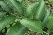 柑橘種植技術(shù)分裂期_怎樣能使酸柑根的砂糖桔來年多開花多掛果