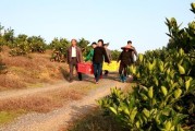 冷水灘柑橘種植技術(shù)要點_你家鄉(xiāng)的旅游景點和農(nóng)產(chǎn)品都有哪些