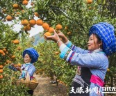 安順柑橘種植技術(shù)視頻講解_黃葛樹(shù)和黃果樹(shù)的區(qū)別