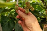 柑橘套袋后病蟲害_枇杷樹結果后噴什么藥防蟲