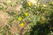 大份柑橘種植技術(shù)_當(dāng)季最好吃的水果是什么 大份柑橘種植技術(shù)_當(dāng)季最好吃的水果是什么