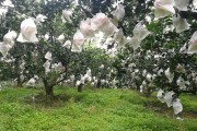 柑橘種植管理技術(shù)葉面肥_柑橘二次保果用什么葉面肥好