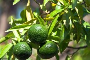 無農(nóng)藥種植柑橘技術(shù)_柑橘中農(nóng)藥多菌靈的殘留限量是多少