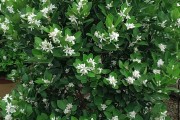 柑橘種植技術計劃書_默科特水果柑桔種植前景