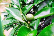 柑橘樹(shù)的種植技術(shù)視頻_柑橘2毛5都賣(mài)不出去而傾倒在國(guó)道盤(pán)在桂林