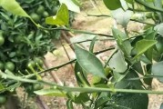 柑橘水田種植技術_桔子樹施肥順口溜