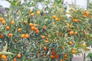 柑橘種植技術修剪_柑橘打頂方法